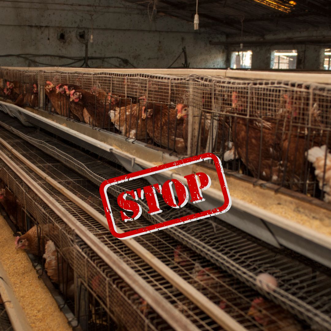 Bellezza cruelty-free: ingredienti cosmetici da evitare e alternative