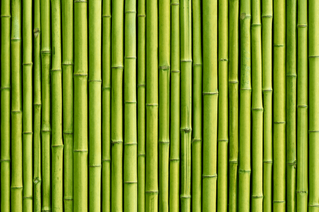 Bambù verde benefici
